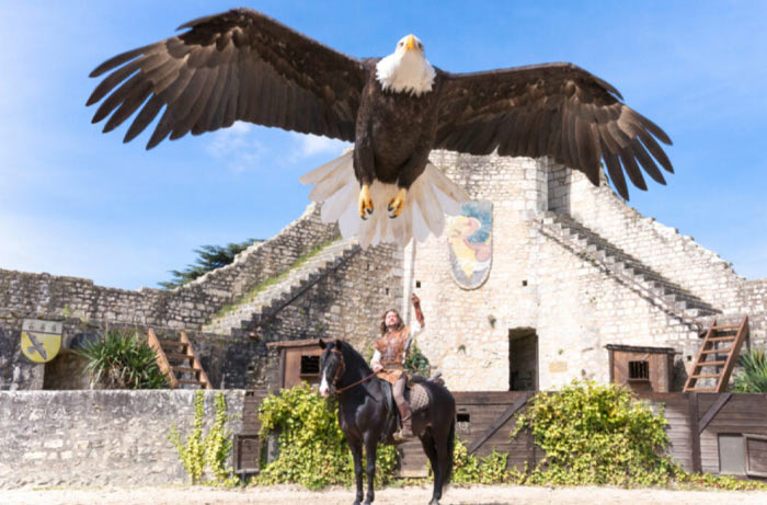 Aigles des remparts Visites de Provins