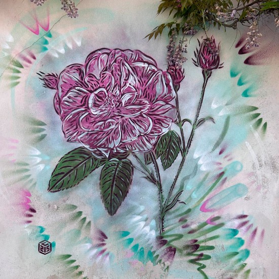 Rose de Provins<br />
Street Art C215